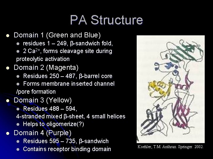 PA Structure l Domain 1 (Green and Blue) ( residues 1 – 249, β-sandwich