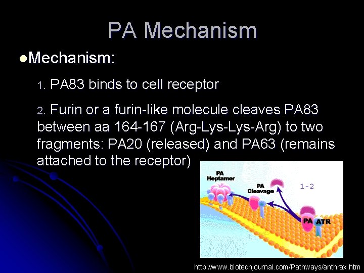 PA Mechanism l. Mechanism: 1. PA 83 binds to cell receptor Furin or a
