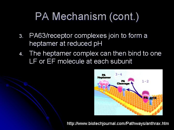 PA Mechanism (cont. ) 3. 4. PA 63/receptor complexes join to form a heptamer