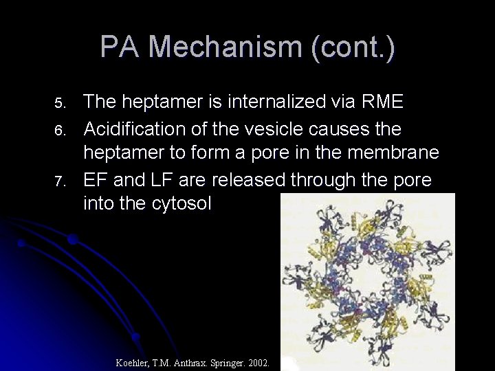 PA Mechanism (cont. ) 5. 6. 7. The heptamer is internalized via RME Acidification
