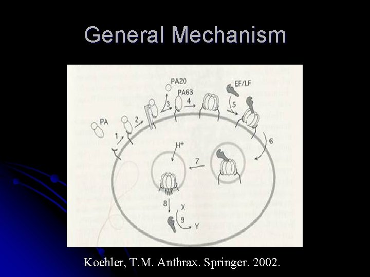 General Mechanism Koehler, T. M. Anthrax. Springer. 2002. 