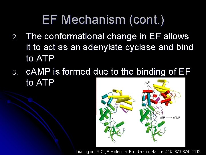 EF Mechanism (cont. ) 2. 3. The conformational change in EF allows it to