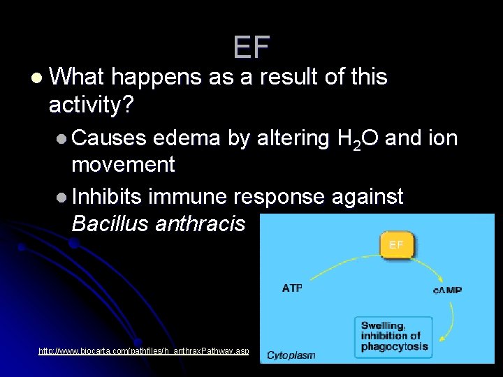 l What EF happens as a result of this activity? l Causes edema by