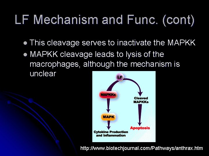 LF Mechanism and Func. (cont) l This cleavage serves to inactivate the MAPKK l