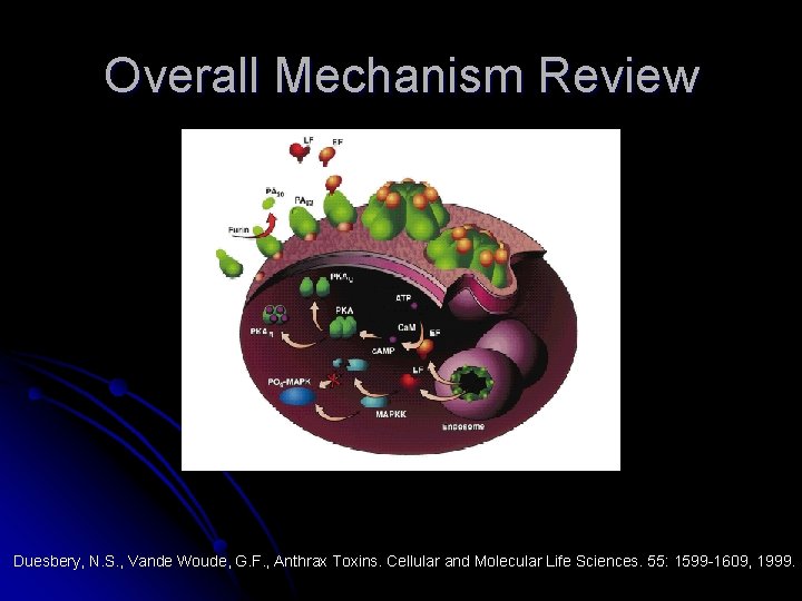 Overall Mechanism Review Duesbery, N. S. , Vande Woude, G. F. , Anthrax Toxins.