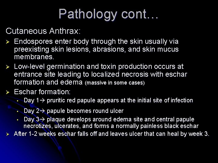 Pathology cont… Cutaneous Anthrax: Ø Ø Ø Endospores enter body through the skin usually