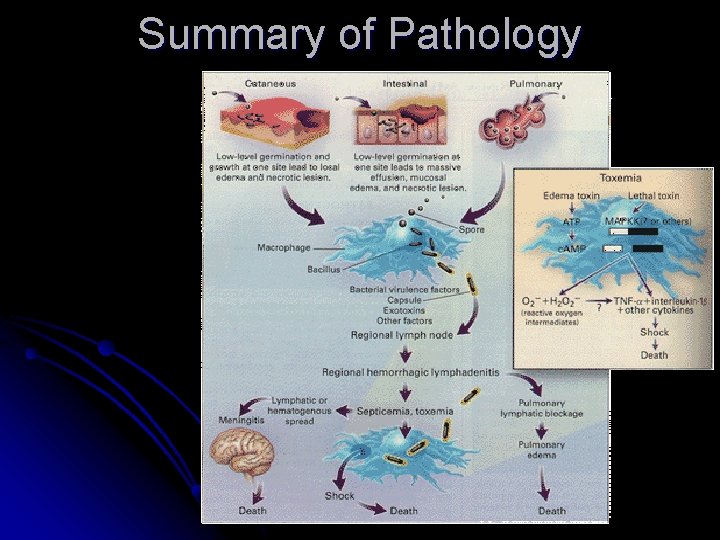 Summary of Pathology 
