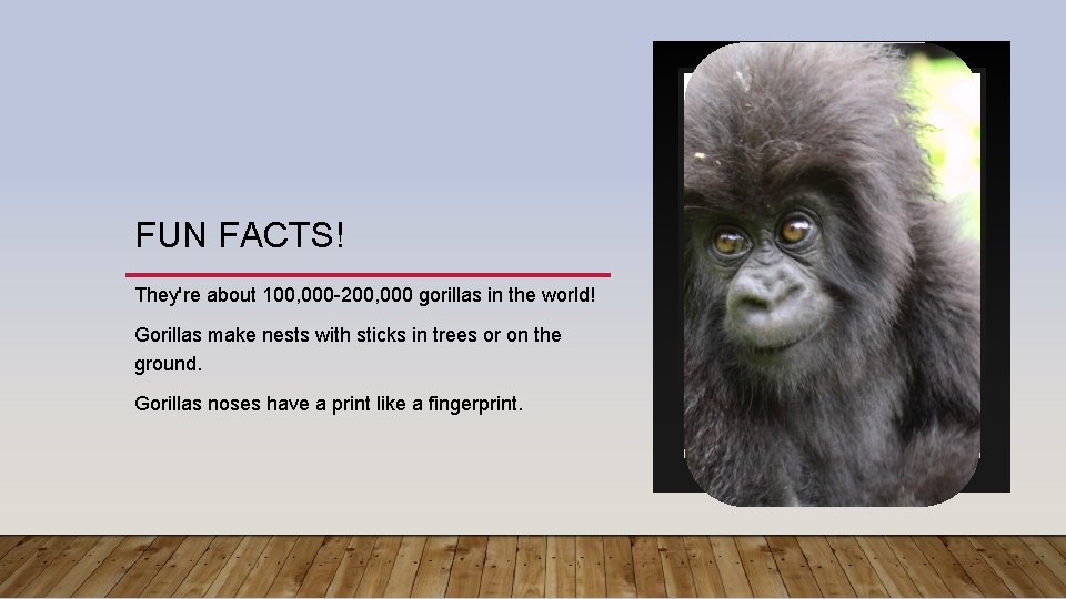 FUN FACTS! They're about 100, 000 -200, 000 gorillas in the world! Gorillas make