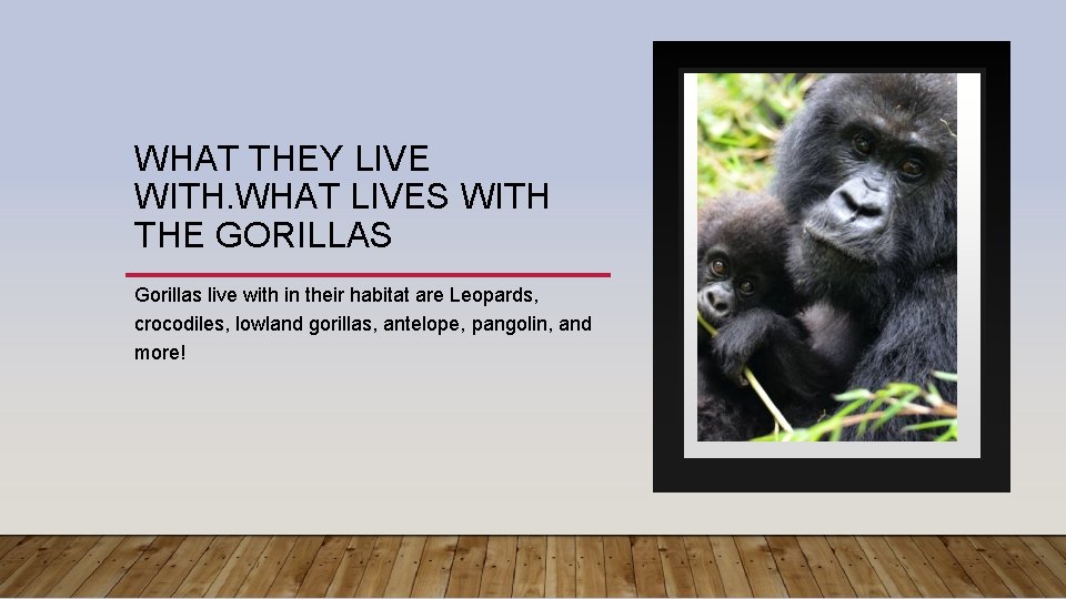 WHAT THEY LIVE WITH. WHAT LIVES WITH THE GORILLAS Gorillas live with in their