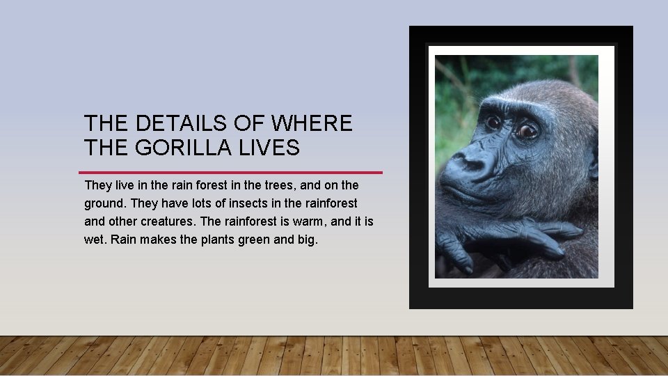 THE DETAILS OF WHERE THE GORILLA LIVES They live in the rain forest in