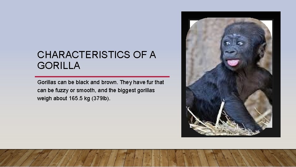 CHARACTERISTICS OF A GORILLA Gorillas can be black and brown. They have fur that