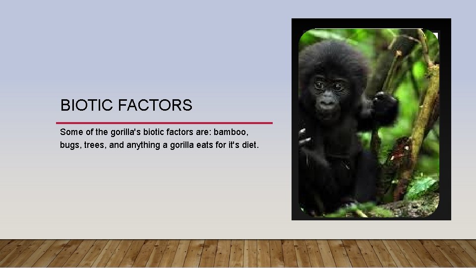 BIOTIC FACTORS Some of the gorilla's biotic factors are: bamboo, bugs, trees, and anything