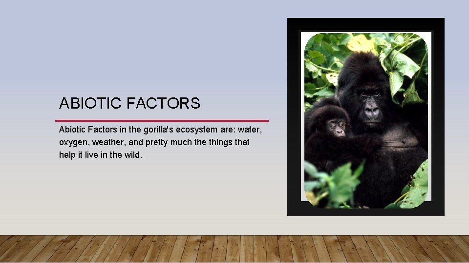 ABIOTIC FACTORS Abiotic Factors in the gorilla's ecosystem are: water, oxygen, weather, and pretty