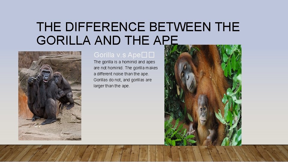 THE DIFFERENCE BETWEEN THE GORILLA AND THE APE Gorilla v. s Ape�� The gorilla
