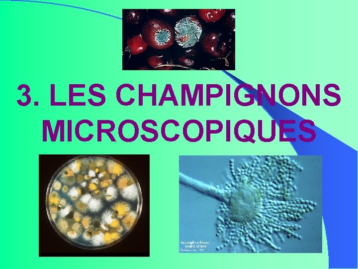 3. LES CHAMPIGNONS MICROSCOPIQUES 