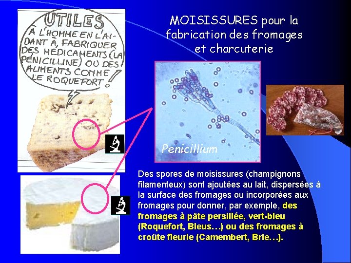 MOISISSURES pour la fabrication des fromages et charcuterie Penicillium Des spores de moisissures (champignons
