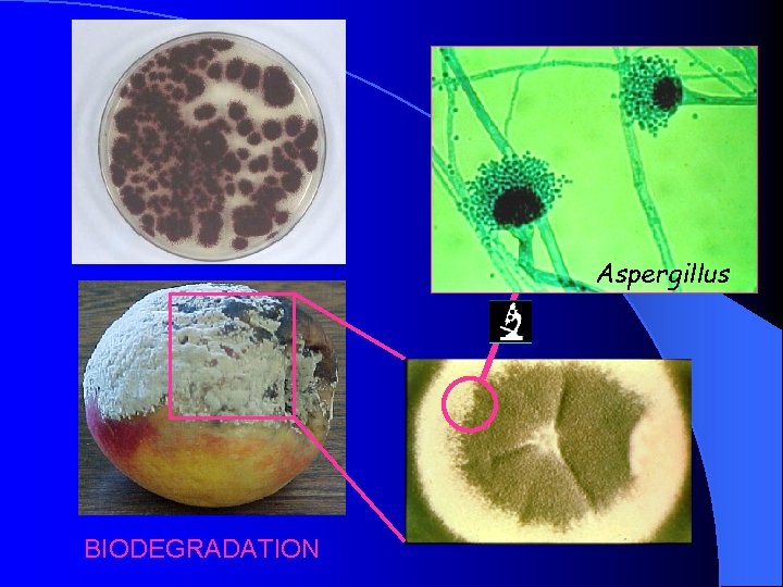 Aspergillus BIODEGRADATION 