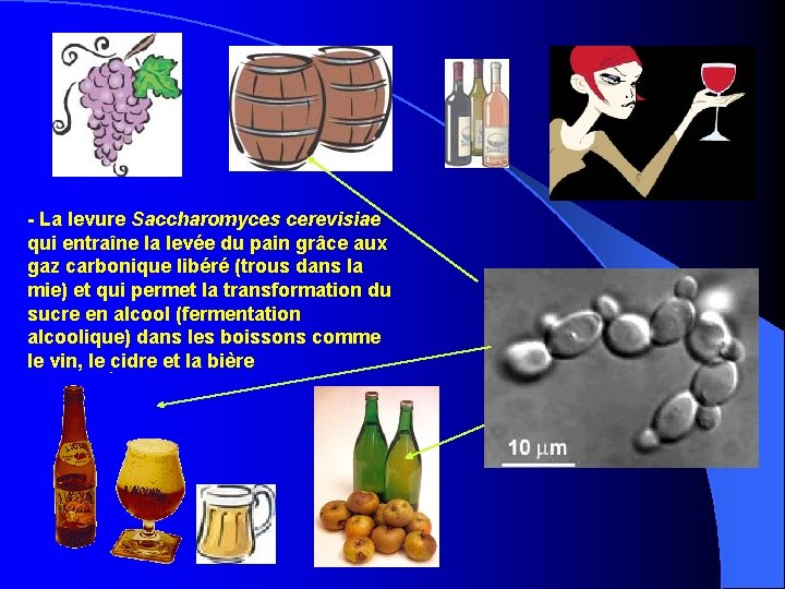 - La levure Saccharomyces cerevisiae qui entraîne la levée du pain grâce aux gaz