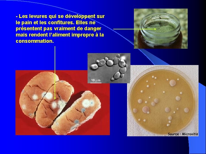 - Les levures qui se développent sur le pain et les confitures. Elles ne