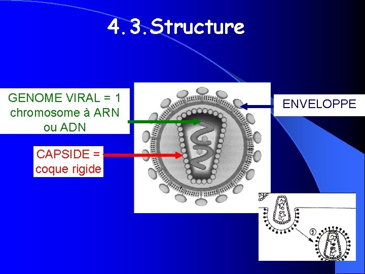 4. 3. Structure GENOME VIRAL = 1 chromosome à ARN ou ADN CAPSIDE =