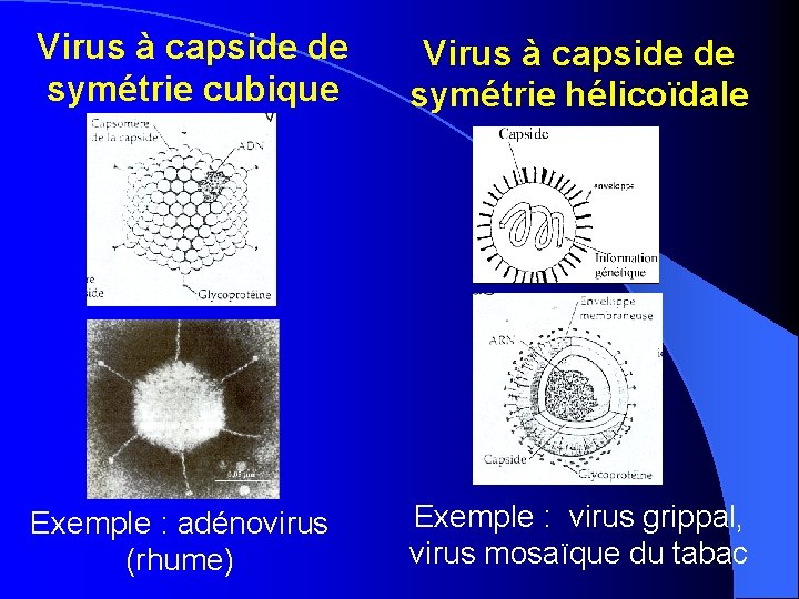 Virus à capside de symétrie cubique Virus à capside de symétrie hélicoïdale Exemple :