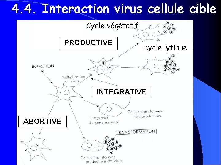 4. 4. Interaction virus cellule cible Cycle végétatif PRODUCTIVE cycle lytique INTEGRATIVE ABORTIVE 