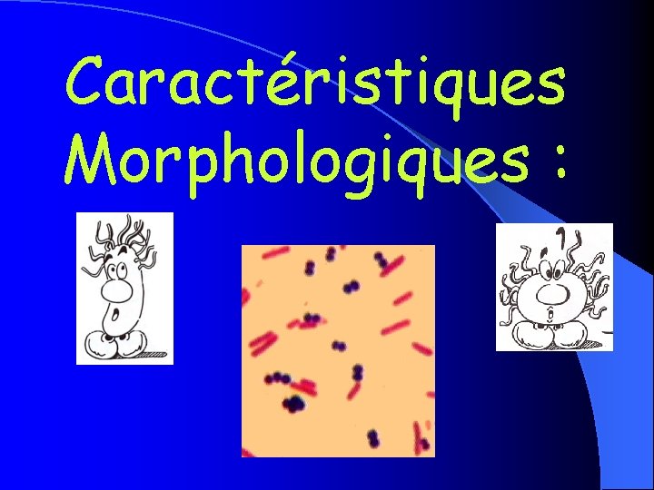 Caractéristiques Morphologiques : 