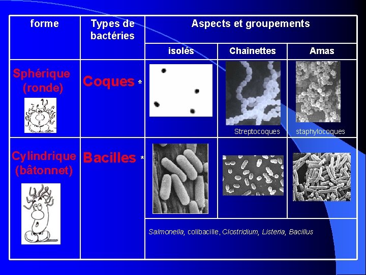 forme Types de bactéries Aspects et groupements isolés Chaînettes Amas Sphérique (ronde) Coques *