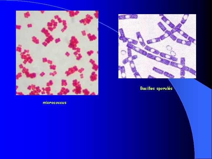 Bacilles sporulés micrococcus 