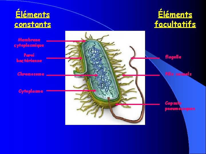 Éléments constants Éléments facultatifs Membrane cytoplasmique Paroi bactérienne flagelle Chromosome Pilis sexuels Cytoplasme Capsule