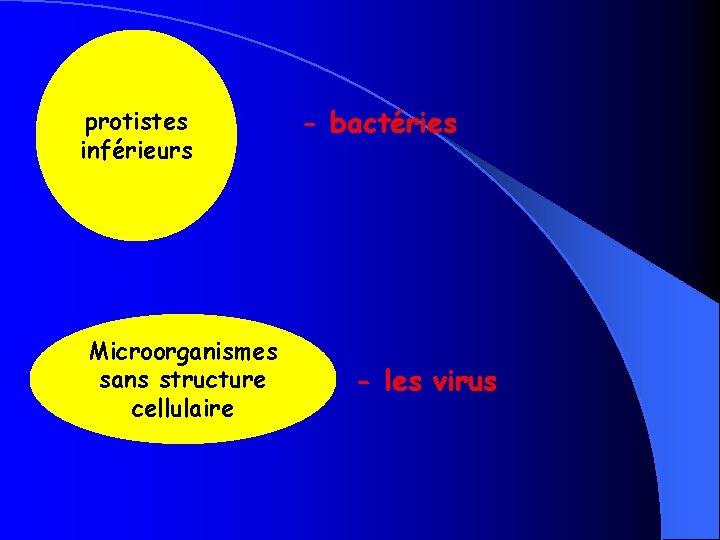 protistes inférieurs Microorganismes sans structure cellulaire - bactéries - les virus 