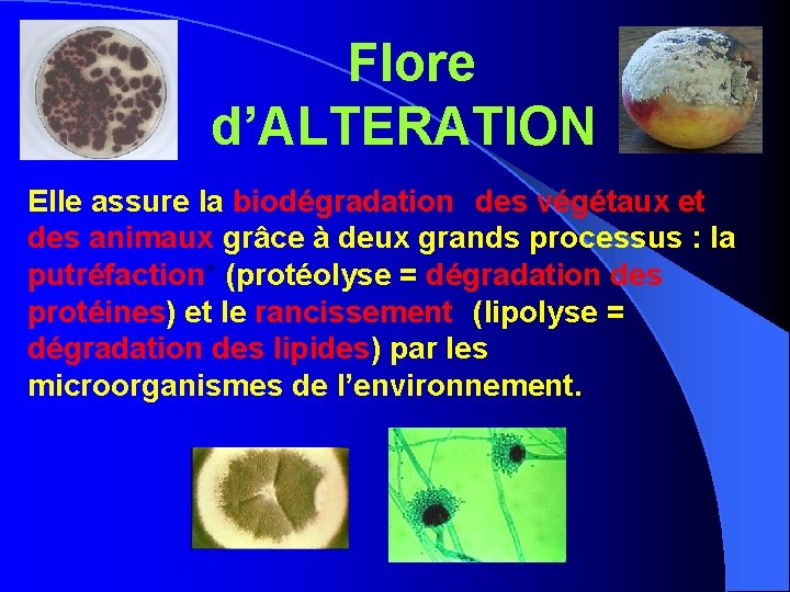 Flore d’ALTERATION Elle assure la biodégradation* des végétaux et des animaux grâce à deux