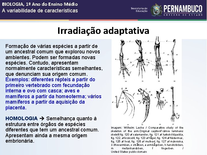 BIOLOGIA, 1º Ano do Ensino Médio A variabilidade de características Irradiação adaptativa Formação de