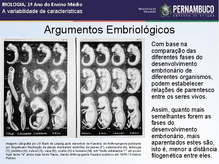 BIOLOGIA, 1º Ano do Ensino Médio A variabilidade de características Argumentos Embriológicos Com base