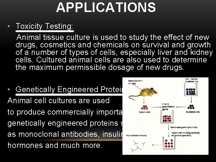APPLICATIONS • Toxicity Testing: Animal tissue culture is used to study the effect of