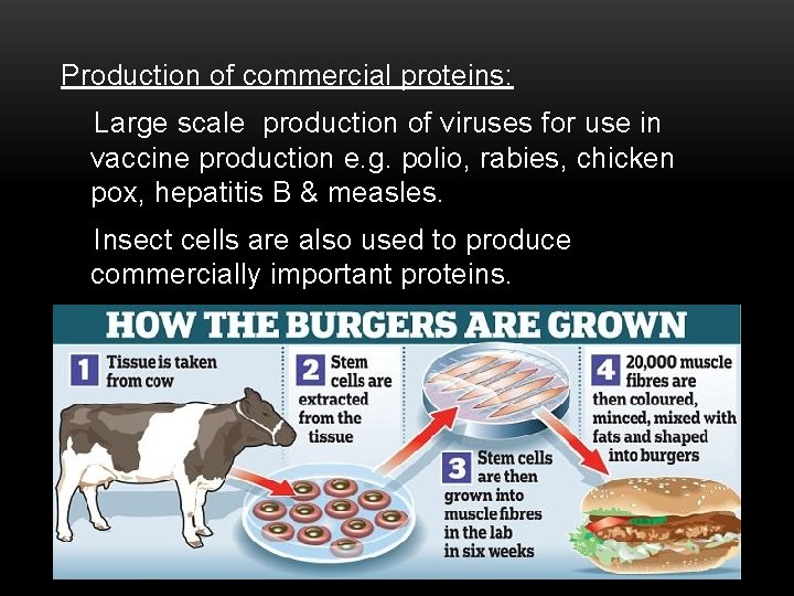 Production of commercial proteins: Large scale production of viruses for use in vaccine production