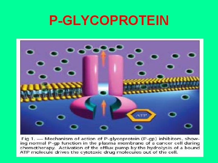 P-GLYCOPROTEIN 