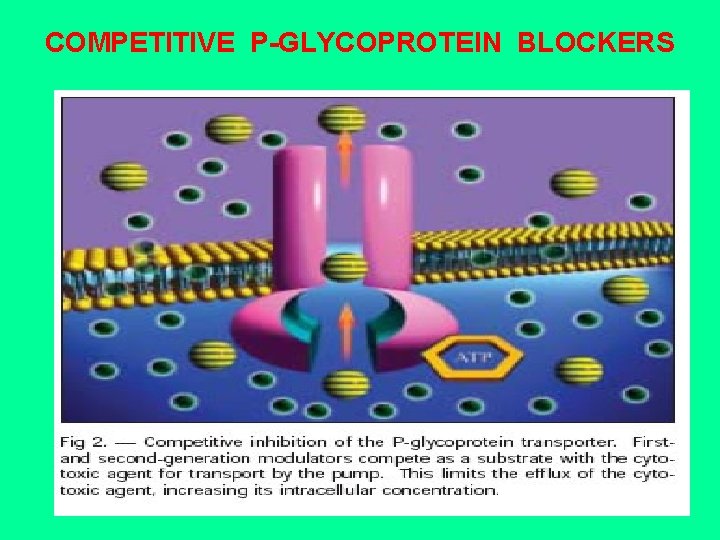 COMPETITIVE P-GLYCOPROTEIN BLOCKERS 