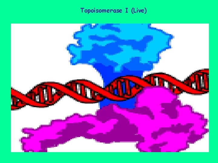 Topoisomerase I (Live) 