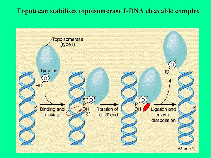 Topotecan stabilises topoisomerase I-DNA cleavable complex 