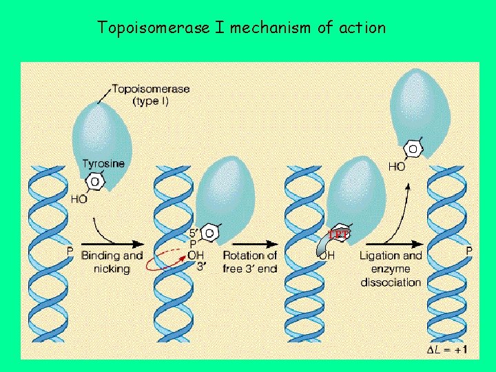 Topoisomerase I mechanism of action TPT 