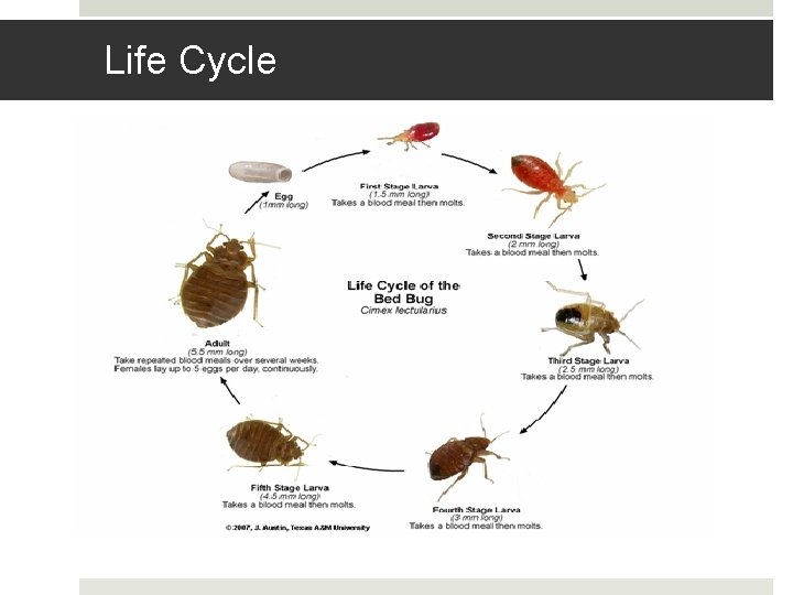 Life Cycle 