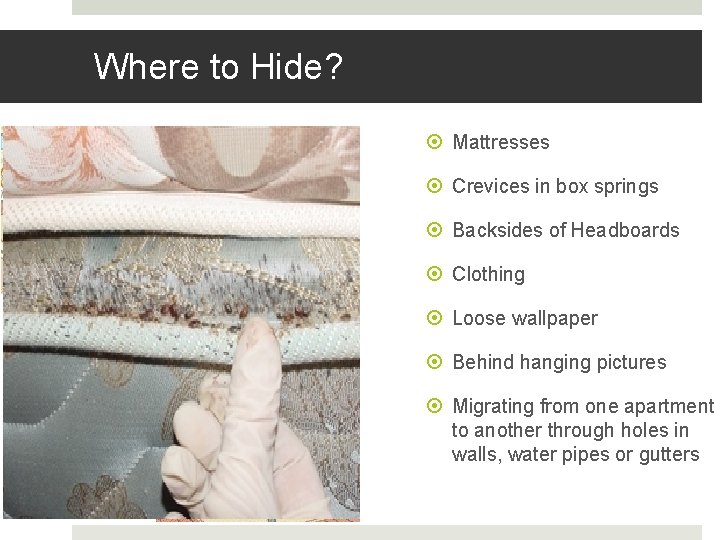 Where to Hide? Mattresses Crevices in box springs Backsides of Headboards Clothing Loose wallpaper