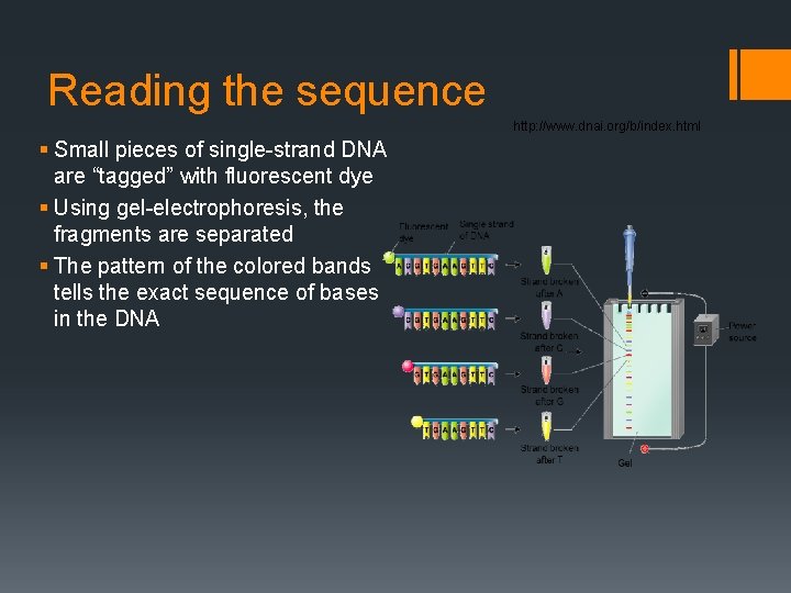 Reading the sequence http: //www. dnai. org/b/index. html § Small pieces of single-strand DNA