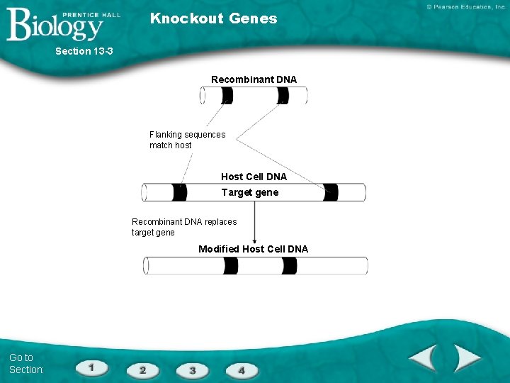 Knockout Genes Section 13 -3 Recombinant DNA Flanking sequences match host Host Cell DNA