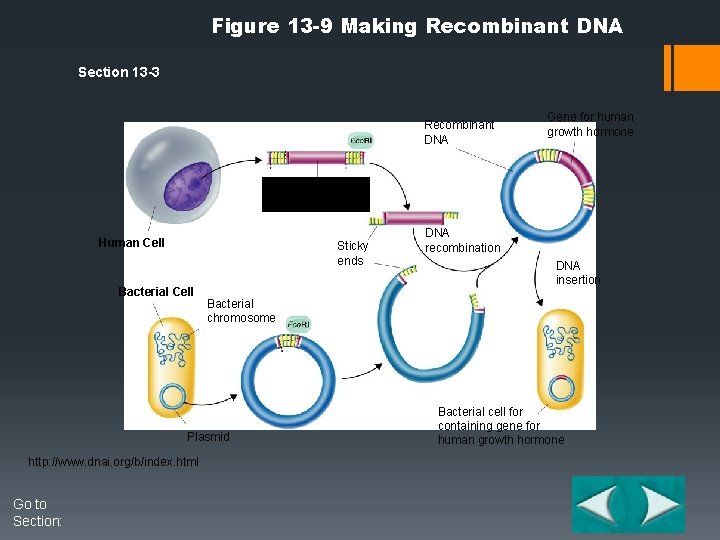 Figure 13 -9 Making Recombinant DNA Section 13 -3 Recombinant DNA Gene for human