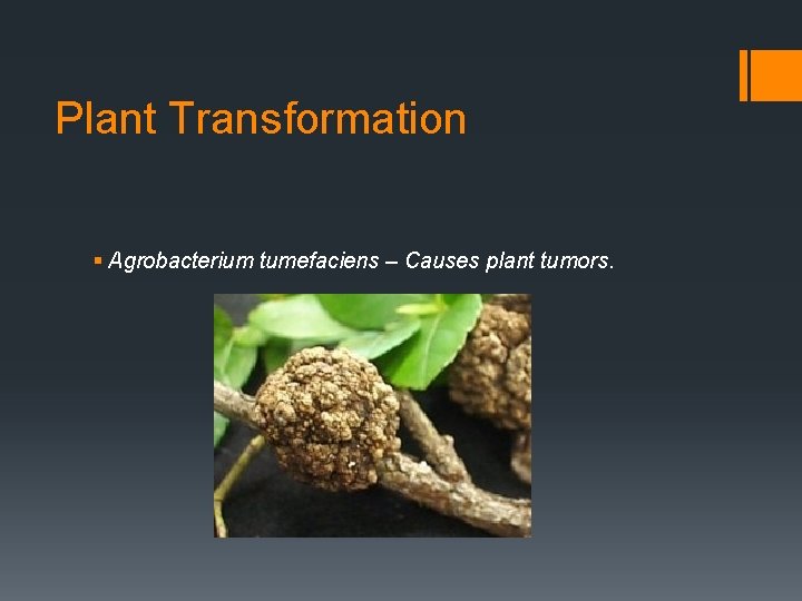 Plant Transformation § Agrobacterium tumefaciens – Causes plant tumors. 