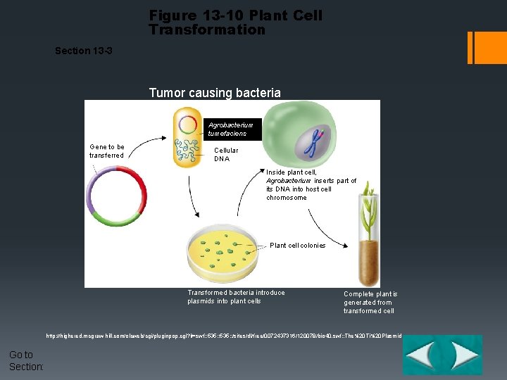 Figure 13 -10 Plant Cell Transformation Section 13 -3 Tumor causing bacteria Agrobacterium tumefaciens