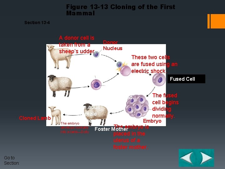 Figure 13 -13 Cloning of the First Mammal Section 13 -4 A donor cell