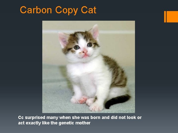 Carbon Copy Cat Cc surprised many when she was born and did not look